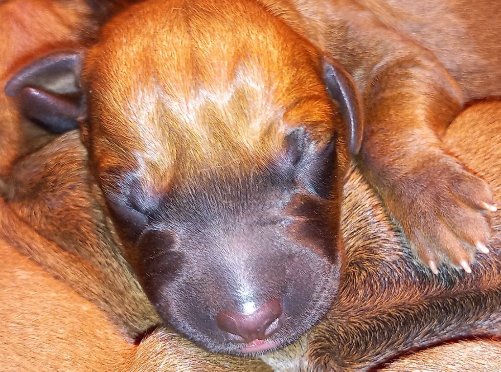 Des Lionceaux - Chiot disponible  - Rhodesian Ridgeback