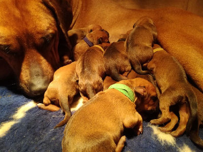 Des Lionceaux - Rhodesian Ridgeback - Portée née le 29/12/2021