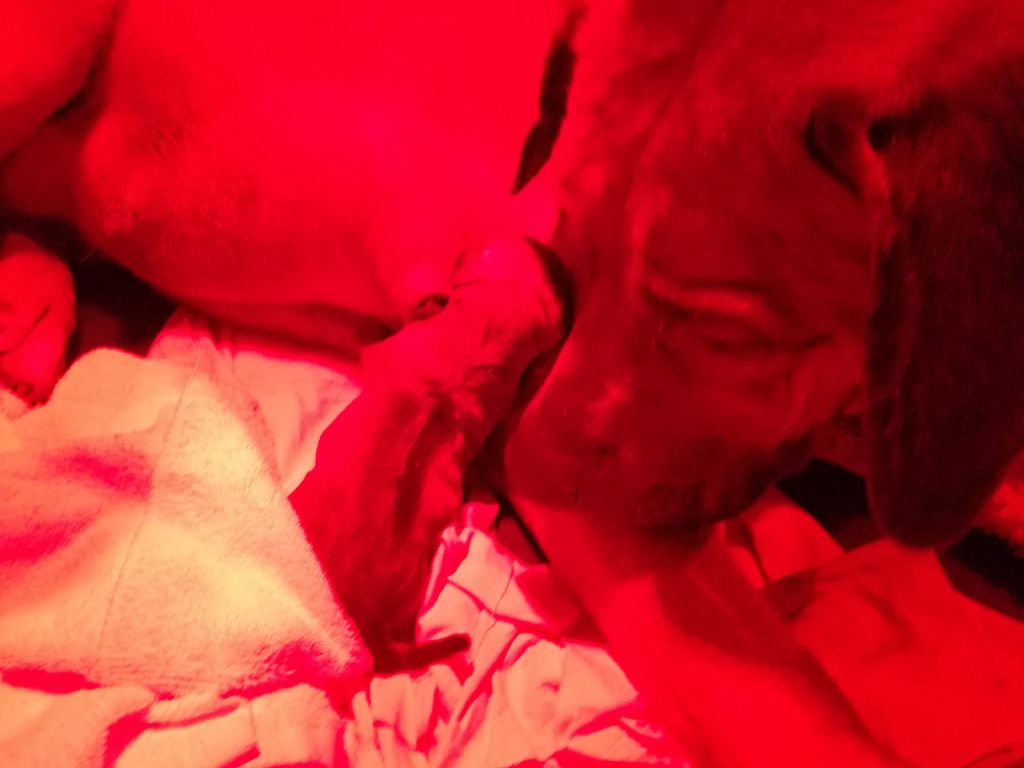 Portée de Nala & Oki du 29.12.2021