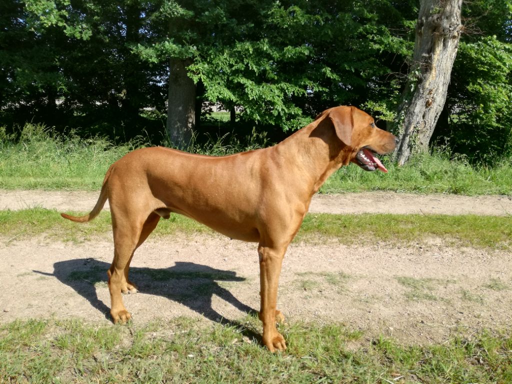 Nos Rhodésians Ridgeback.