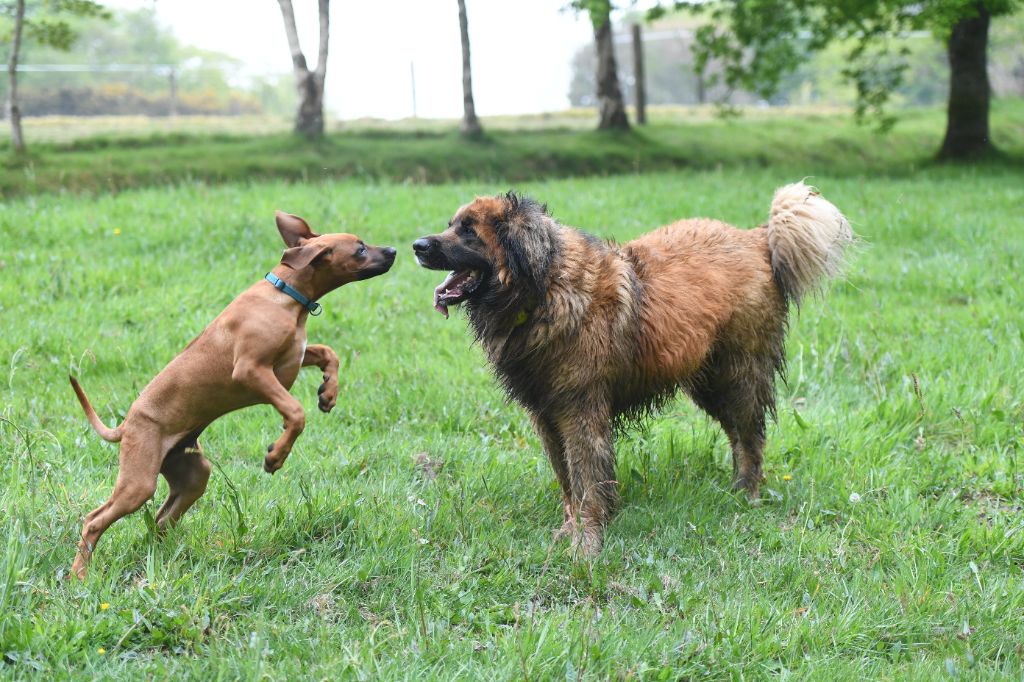 Insolites Lionceaux !