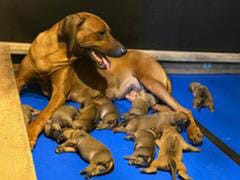 Des Lionceaux - Rhodesian Ridgeback - Portée née le 09/07/2026