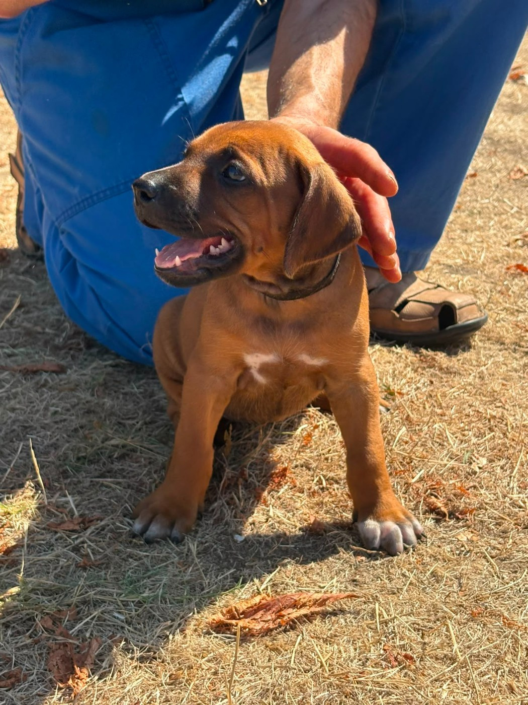 Des Lionceaux - Chiots disponibles - Rhodesian Ridgeback