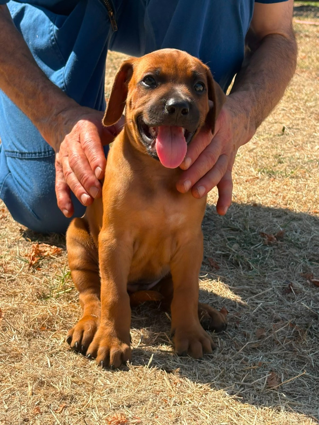 Des Lionceaux - Chiots disponibles - Rhodesian Ridgeback