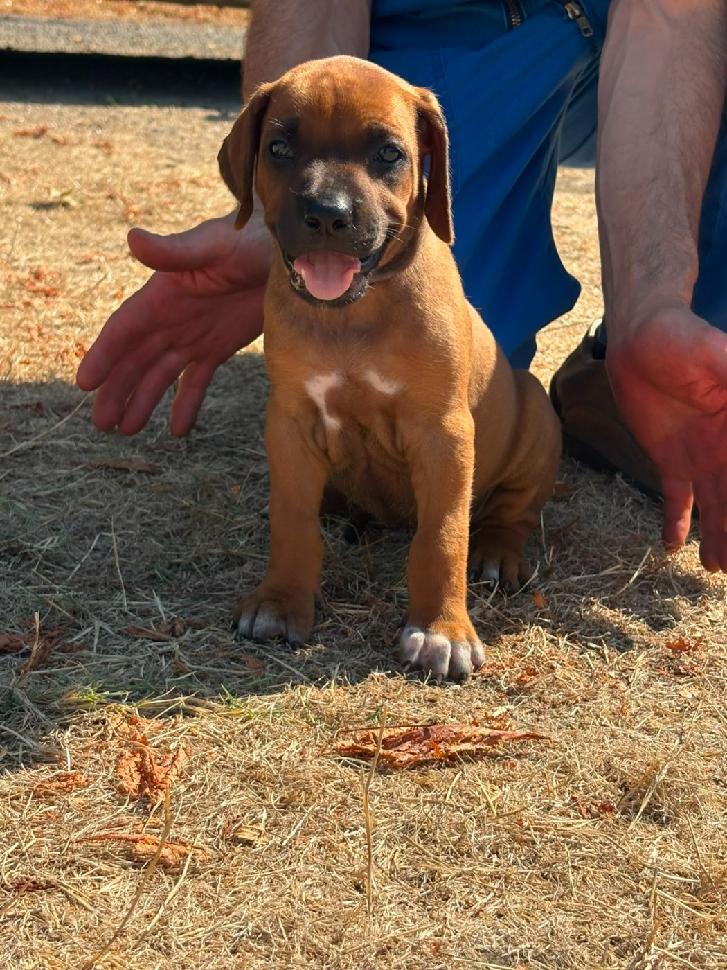 Des Lionceaux - Chiots disponibles - Rhodesian Ridgeback