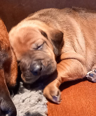 CHIOT 3