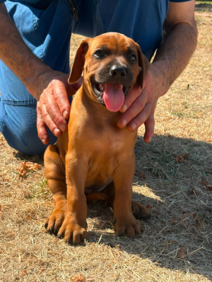 Chiot N°8