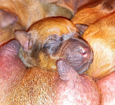 CHIOT 6