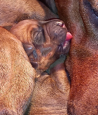 CHIOT 5