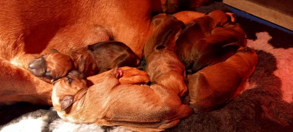 Des Lionceaux - Rhodesian Ridgeback - Portée née le 06/04/2023
